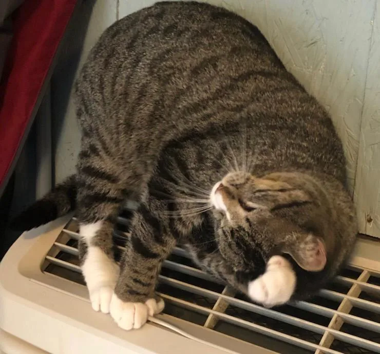 A senior large-sized male Extra-Toes Cat / Hemingway Polydactyl cat named Toeby for adoption in Ballwin, MO