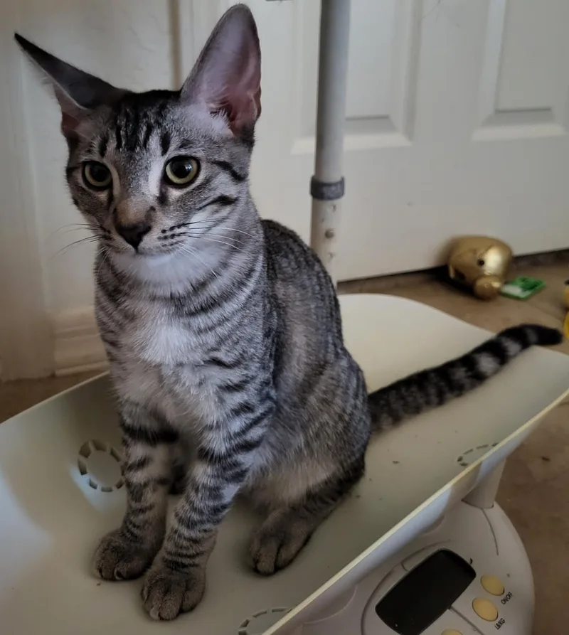 A baby small-sized male Black Domestic Short Hair cat named Tano Nambari for adoption in Chandler, AZ