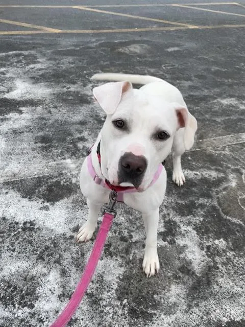 Marshmallow
