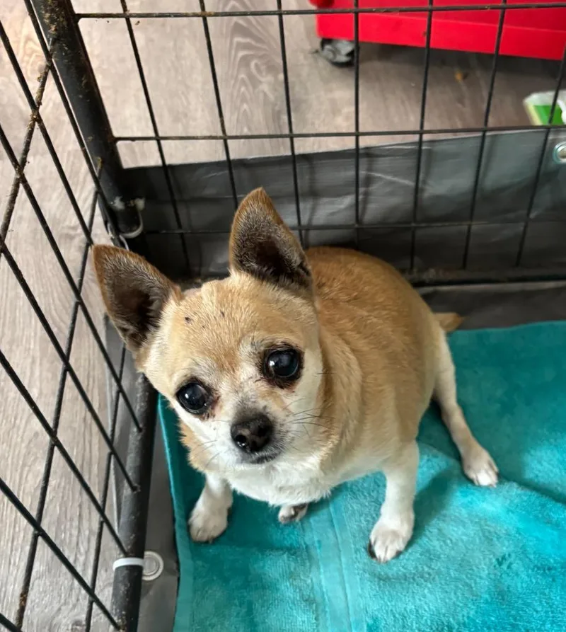A senior small-sized female Chihuahua dog named Tippy for adoption in Thompson Falls, MT