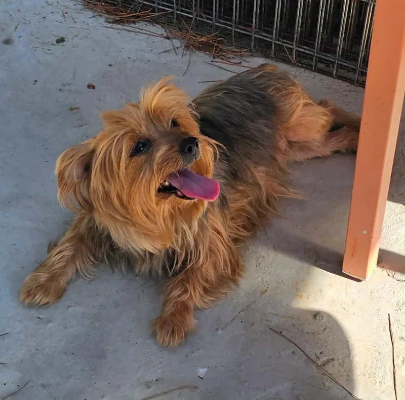 A young small-sized female Yorkshire Terrier dog named Lita for adoption in Santa Rosa, CA