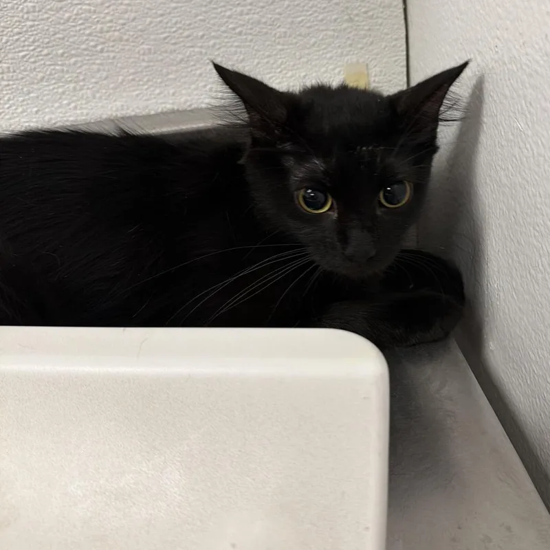 HACCStray