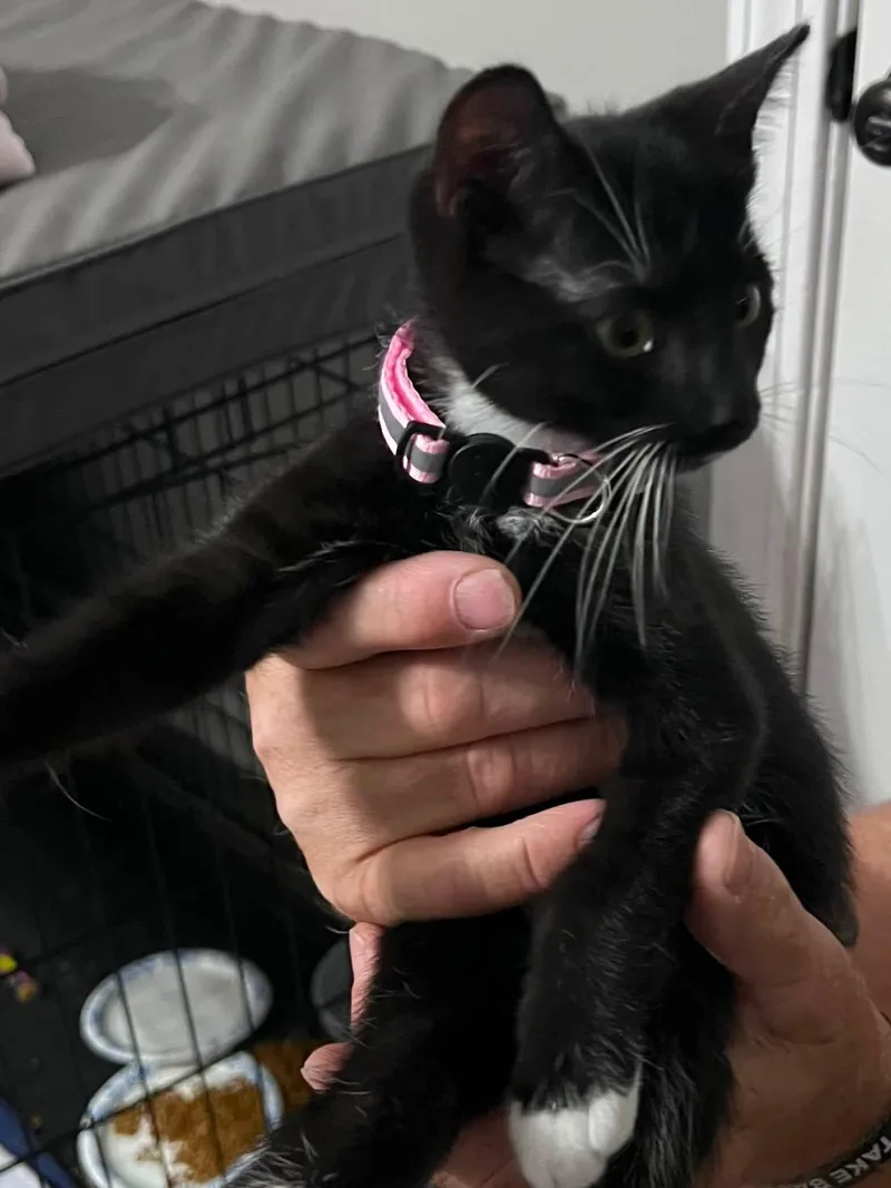 A baby small-sized female Domestic Short Hair cat named LibertyLibby for adoption in Mexico, MO