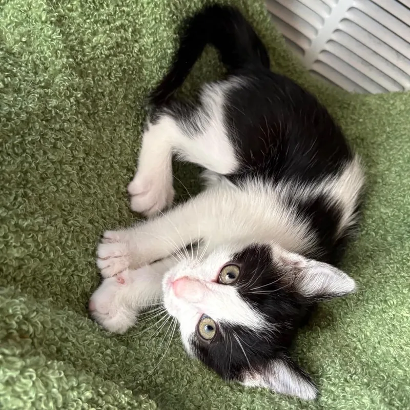 A baby small-sized male Black Domestic Short Hair cat named Watchet for adoption in Buffalo, MN