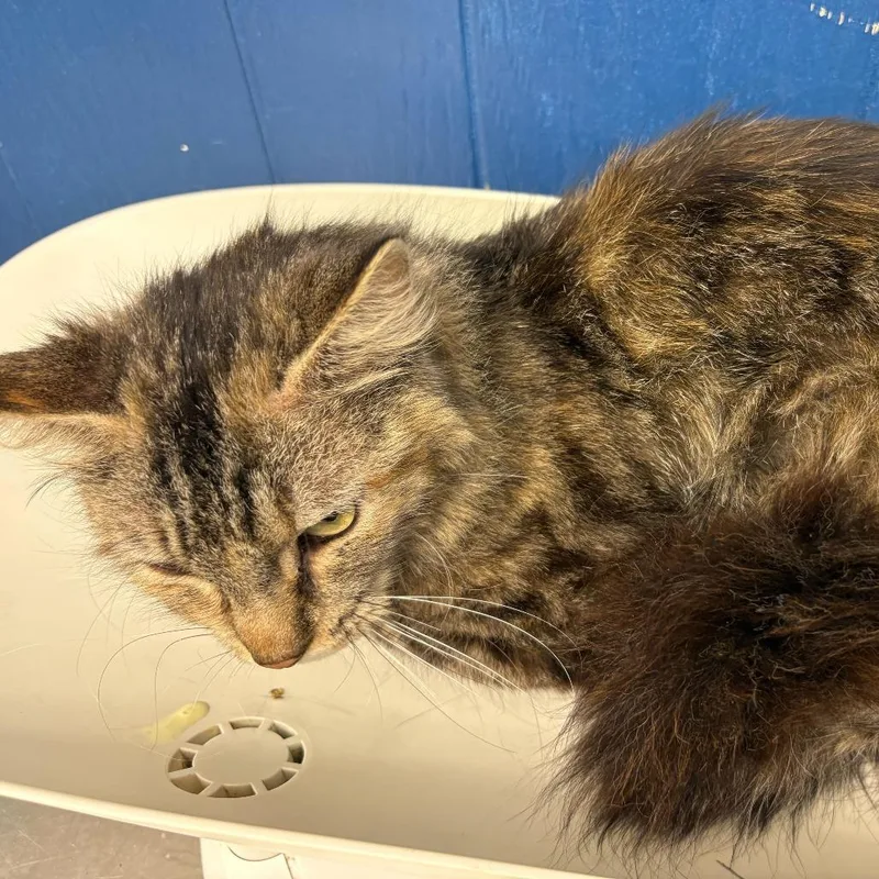 An adult medium-sized female Gray / Blue / Silver Domestic Medium Hair cat named Cleo for adoption in Oak Hill, WV