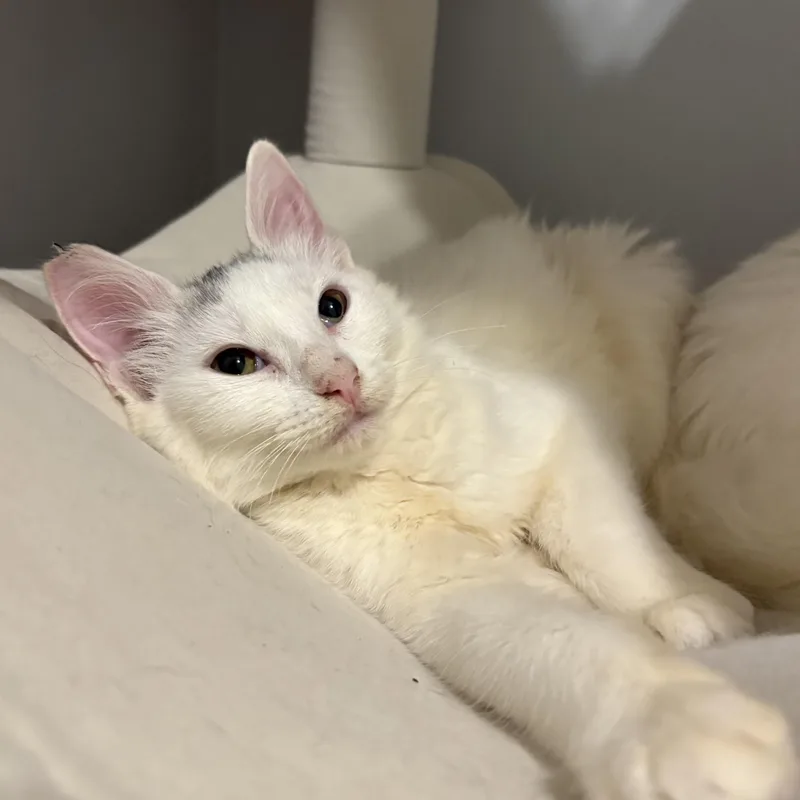 A baby small-sized female Domestic Long Hair cat named Skylar for adoption in Cat Spring, TX