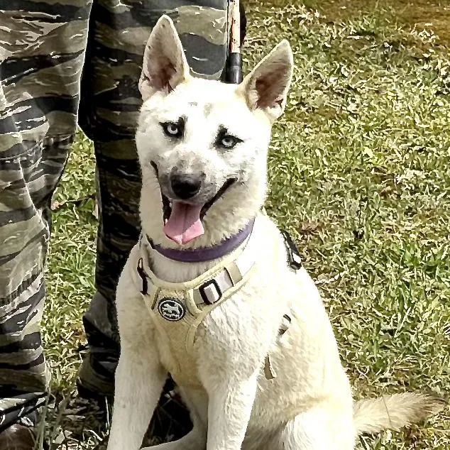 A young medium-sized female Yellow / Tan / Blond / Fawn Jindo dog named Azure S for adoption in Sequatchie, TN