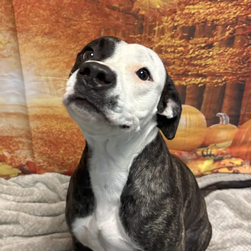 An adult medium-sized female Brindle Black Mouth Cur dog named Lucy for adoption in Merritt Island, FL