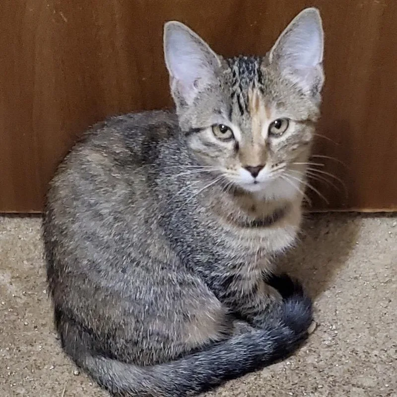 Cinnamon Toast thumbnail 2