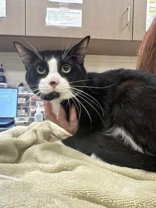 A young medium-sized male Domestic Short Hair cat named Oreo for adoption in Fishers, IN