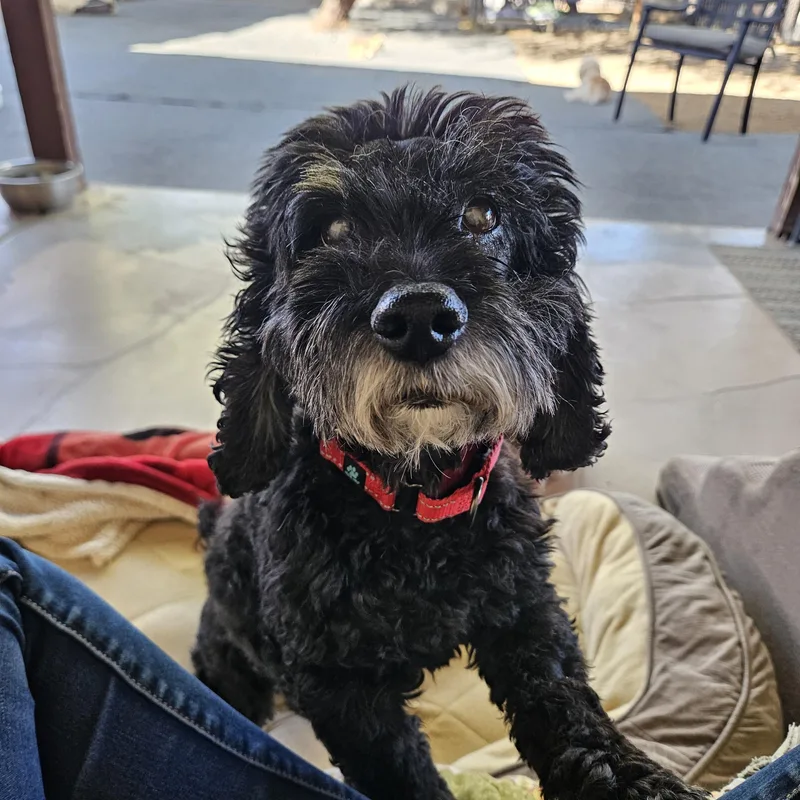 Milo
