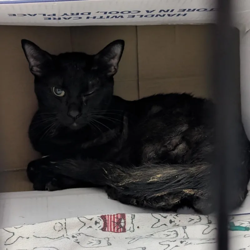 An adult medium-sized male Domestic Short Hair cat named Spruce for adoption in Tacoma, WA