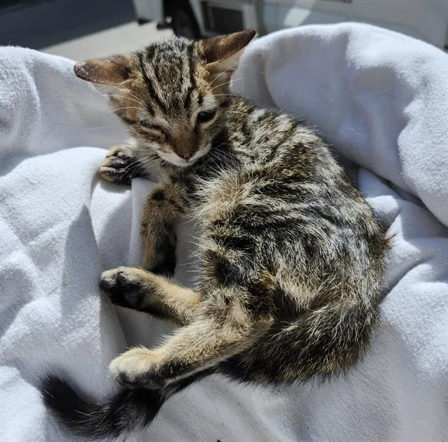 A baby small-sized male Domestic Short Hair cat named Phoenix for adoption in San Antonio, TX