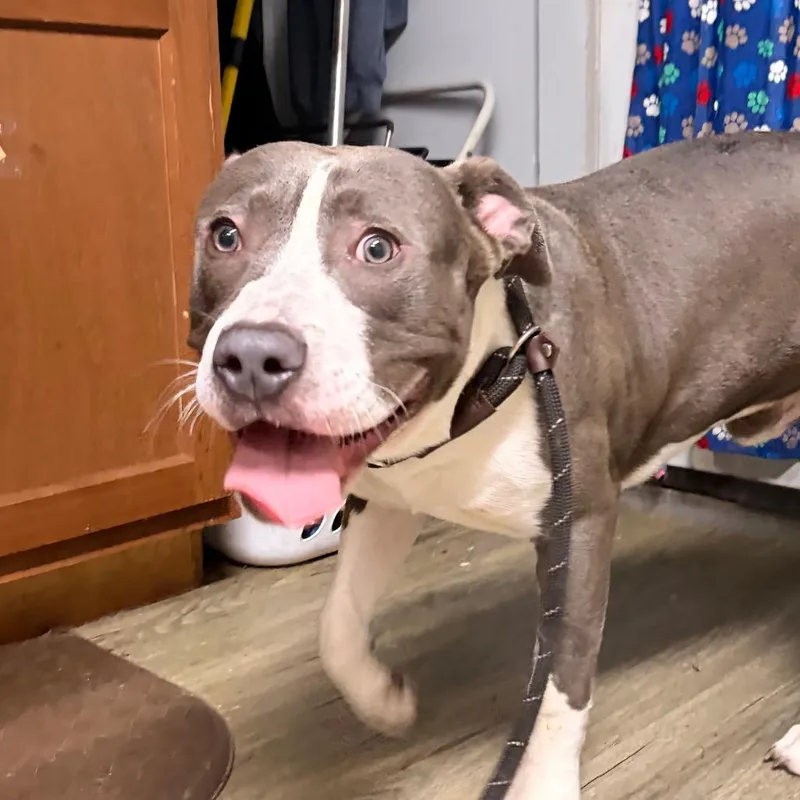 A young medium-sized male Gray / Blue / Silver Mixed Breed dog named Danni for adoption in Summerville, SC