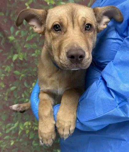 A young medium-sized female Labrador Retriever dog named Flash Gordon for adoption in San Antonio, TX