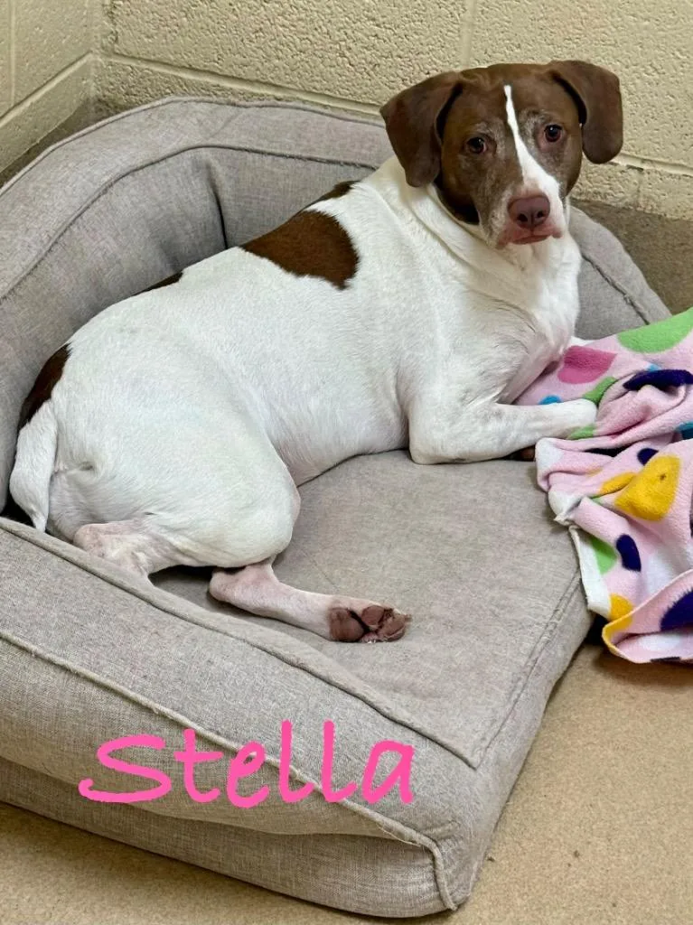 An adult medium-sized female Hound dog named Pumpkin aka Stella for adoption in Fort Pierce, FL