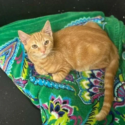 A baby small-sized male Orange / Red Domestic Short Hair cat named Dale Earnhardt for adoption in Gadsden, AL