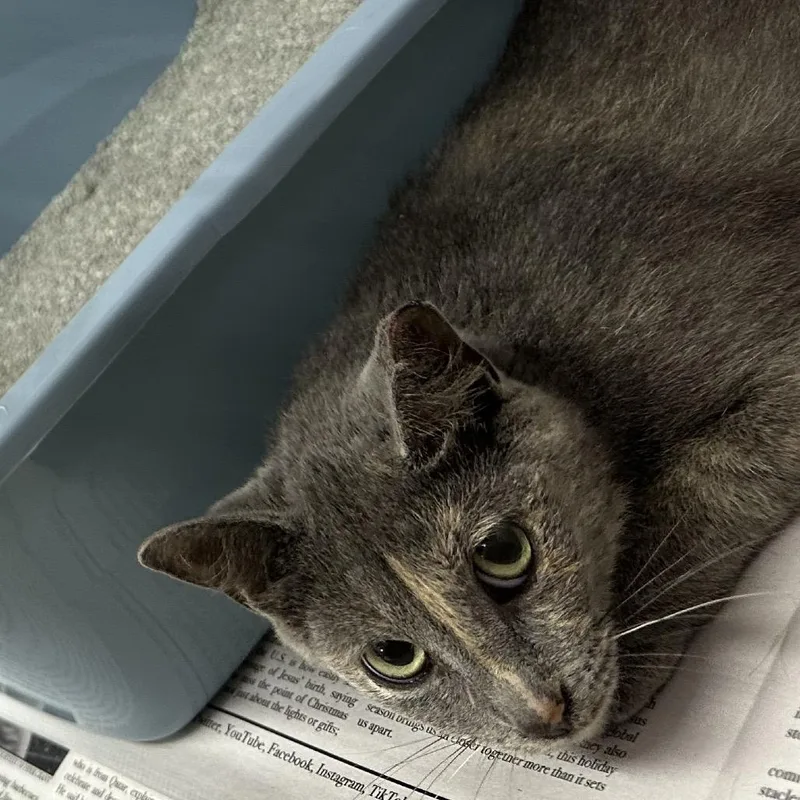 An adult small-sized female Domestic Short Hair cat named Ahsoka for adoption in Corbin, KY