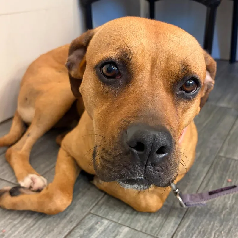 An adult medium-sized female Brown / Chocolate Mixed Breed dog named Gretel for adoption in Jacksonville, FL