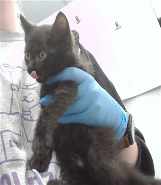 A baby small-sized male Domestic Short Hair cat named Baby Boy for adoption in Omaha, NE