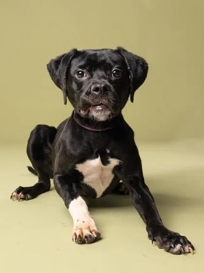 An adult medium-sized female Labrador Retriever dog named Jullie Circle for adoption in Atlanta, GA