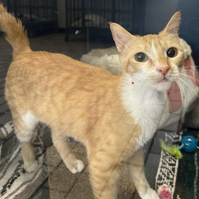 A young medium-sized female Orange / Red Domestic Short Hair cat named Bugs for adoption in Tulsa, OK