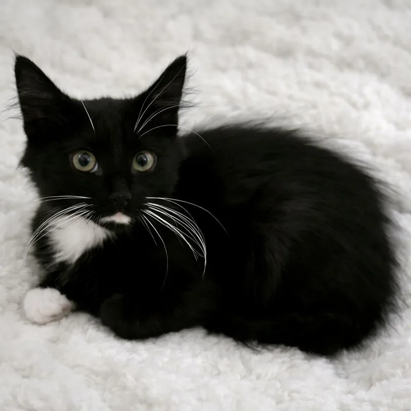 A baby medium-sized male Black & White / Tuxedo Tuxedo cat named Whiskey for adoption in Bethel, CT