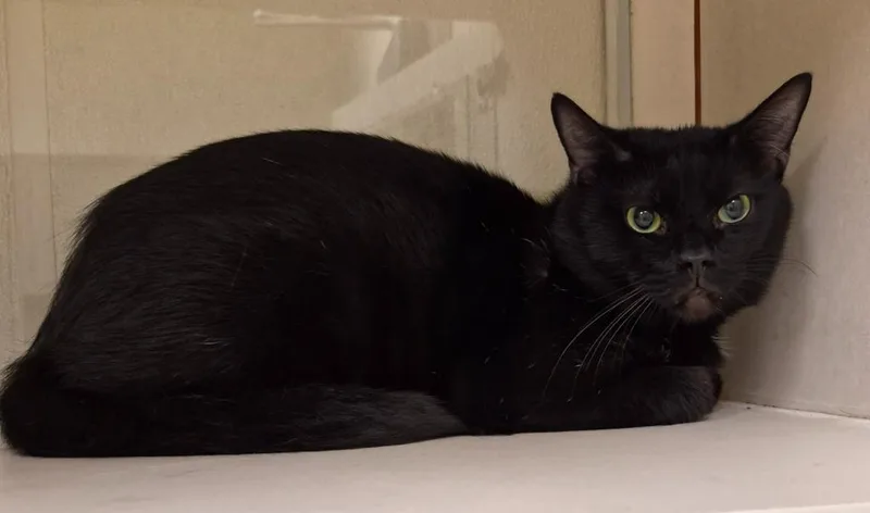 A young medium-sized male Domestic Short Hair cat named Milo for adoption in Christiansburg, VA