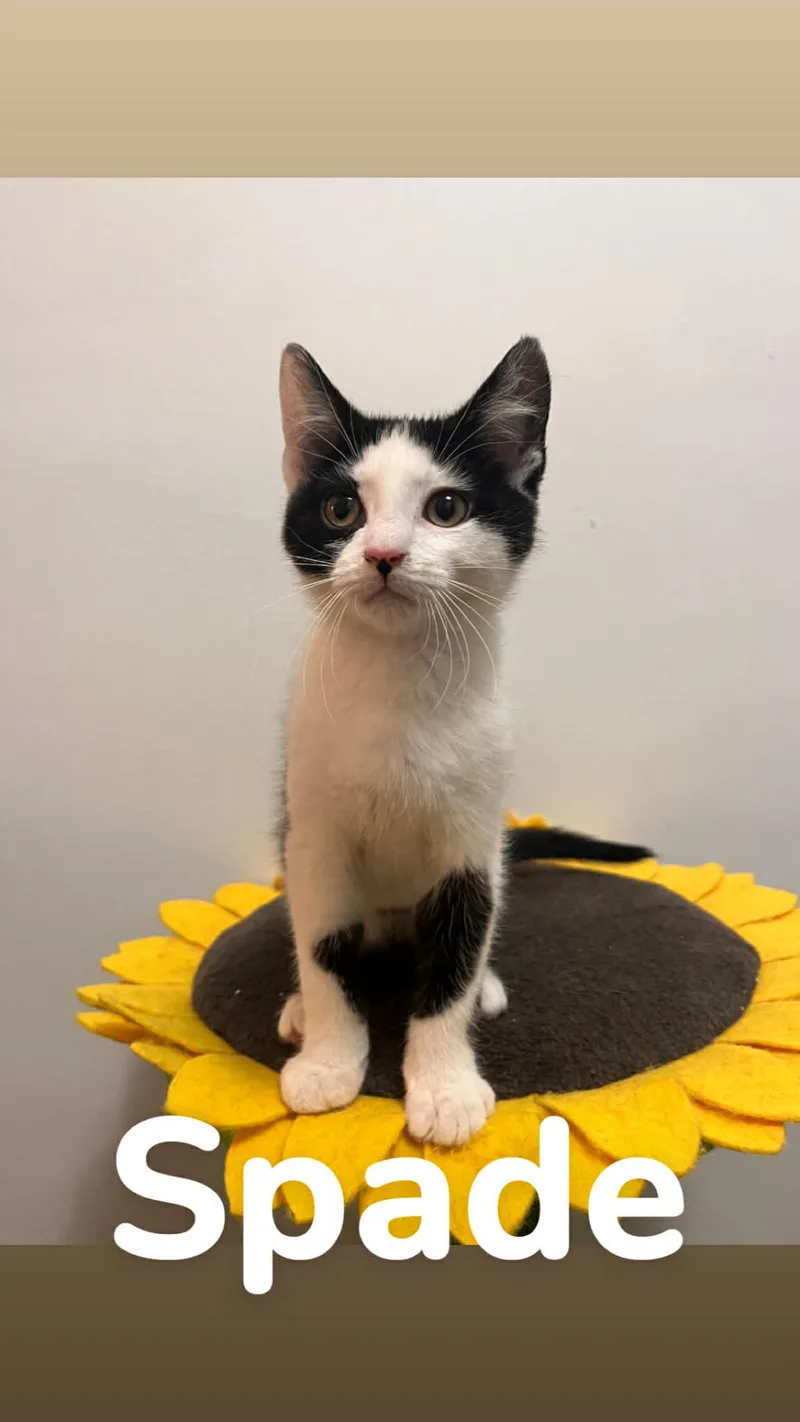Spade