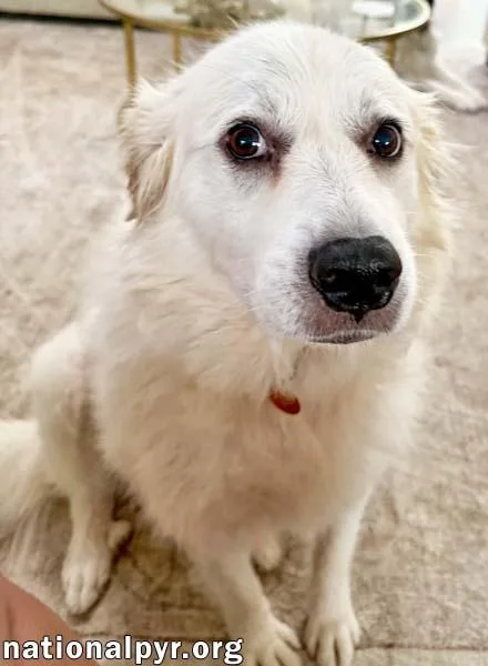 A senior large-sized female White / Cream Great Pyrenees dog named Lady in AL for adoption in Beacon, NY