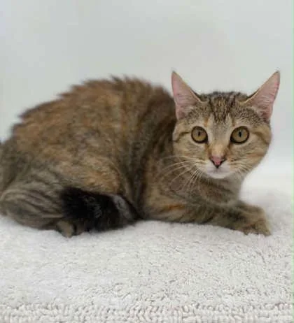 A young small-sized female Domestic Short Hair cat named Birdie for adoption in Bowling Green, KY