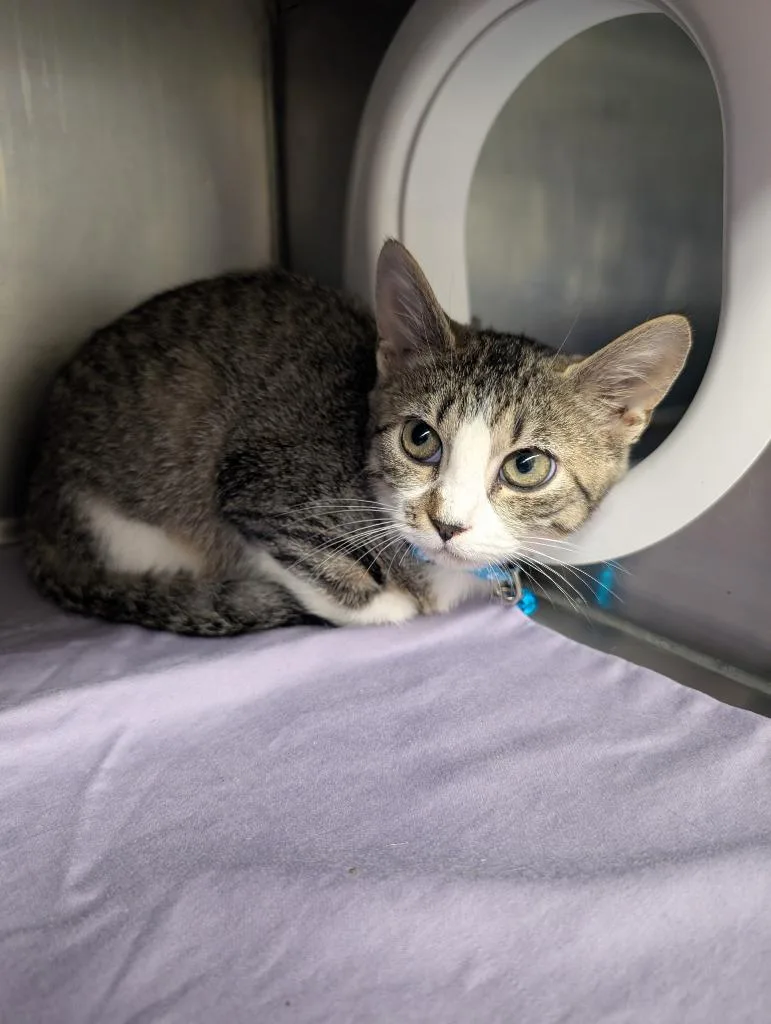 A baby small-sized female Domestic Short Hair cat named Ginevra for adoption in Sidney, NY