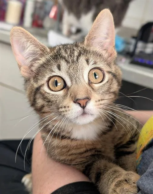 A baby small-sized female Domestic Short Hair cat named Tigerlily for adoption in Canfield, OH