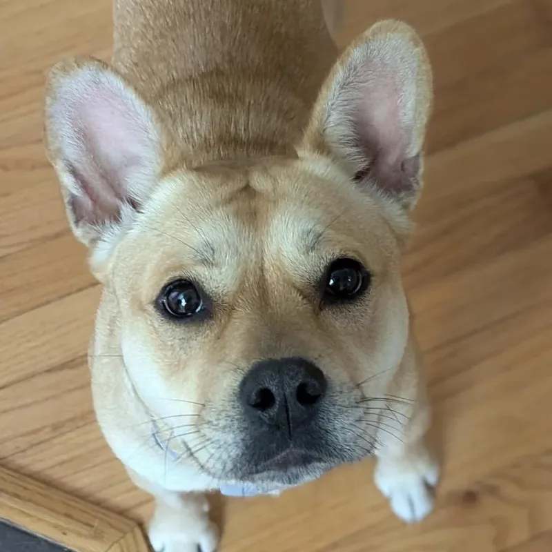 A young small-sized female Apricot / Beige French Bulldog dog named Evie for adoption in Richmond, VA