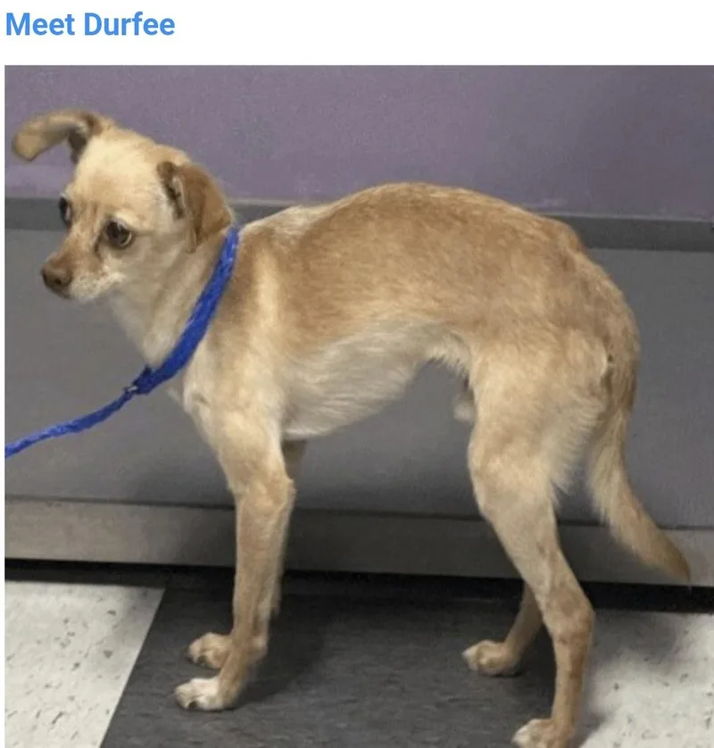 An adult small-sized male Chihuahua dog named Durfee for adoption in Salt Lake City, UT