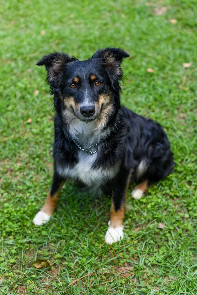 A young medium-sized female Tricolor (Brown, Black, & White) Australian Shepherd dog named Jelly for adoption in BONIFAY, FL