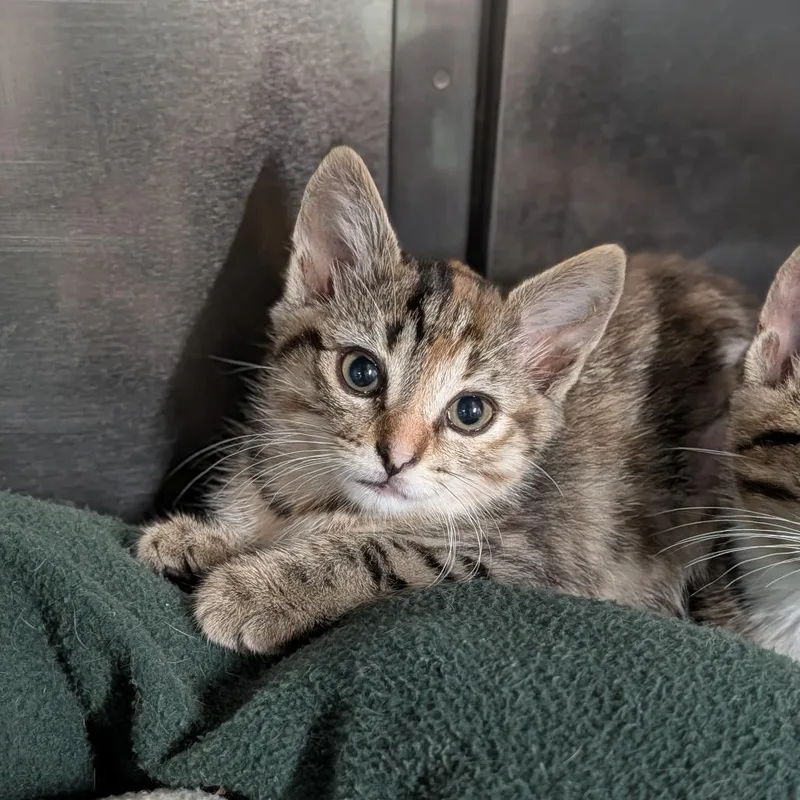 A baby medium-sized female Torbie Domestic Short Hair cat named Chelsea for adoption in Cape Girardeau, MO