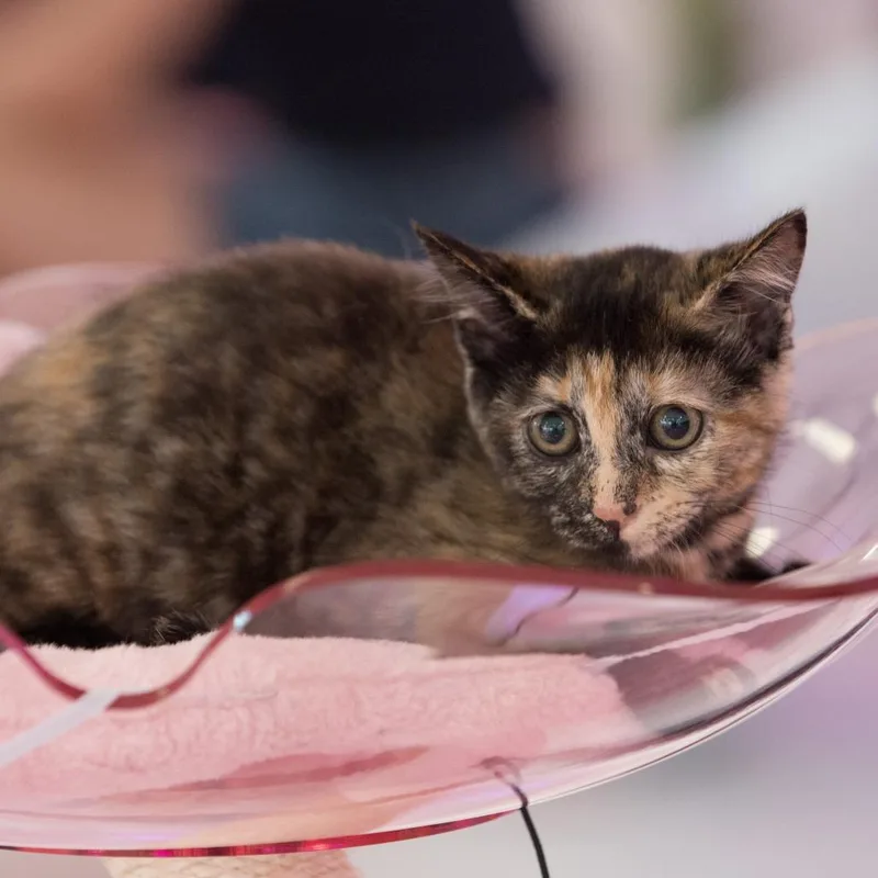 A baby small-sized female Black Domestic Short Hair cat named Willow for adoption in Forest Park, IL
