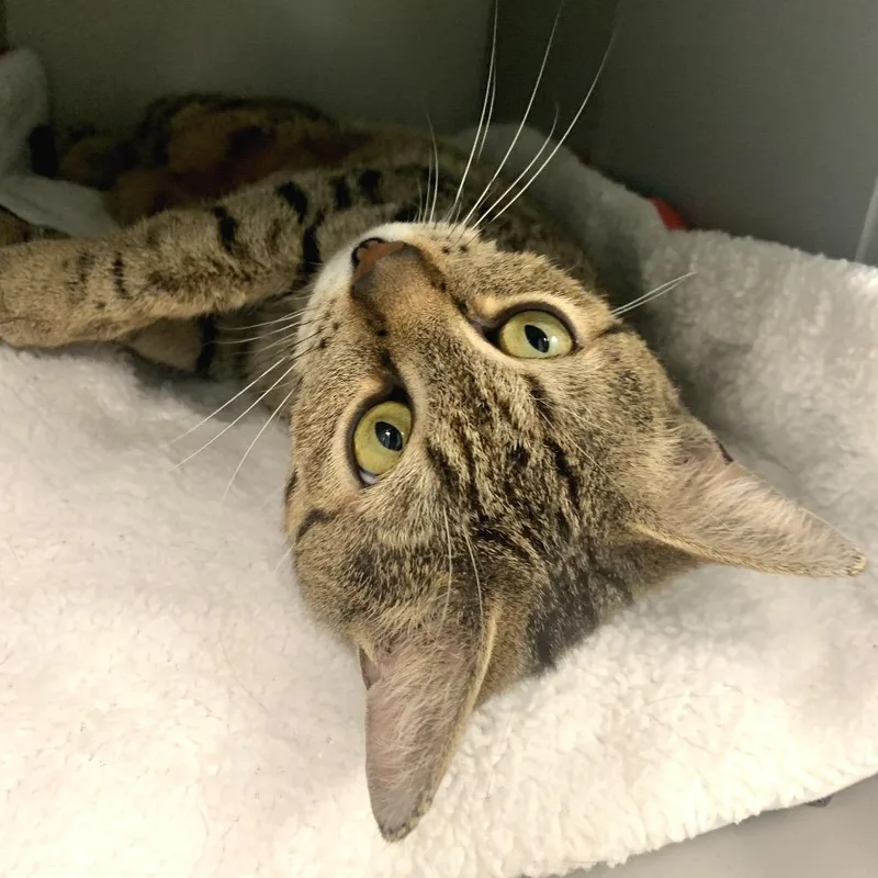 A young medium-sized female Brown / Chocolate Domestic Short Hair cat named Tara for adoption in Boston, MA