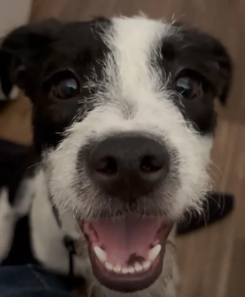 A young medium-sized female White / Cream Terrier dog named Diamond  Contact Sylva for adoption in Sherman Oaks, CA