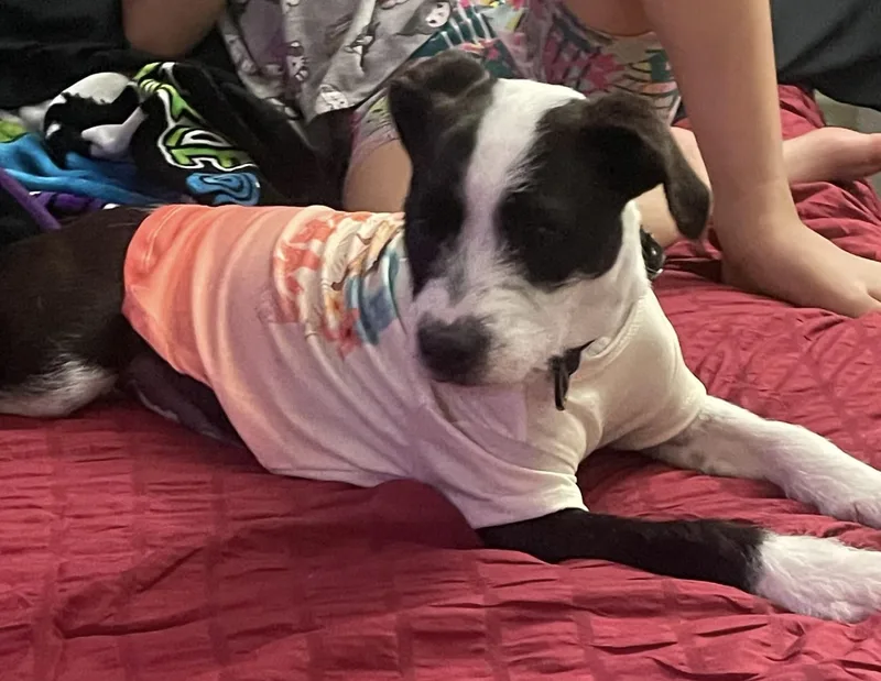 Diamond  Contact Sylva thumbnail 2