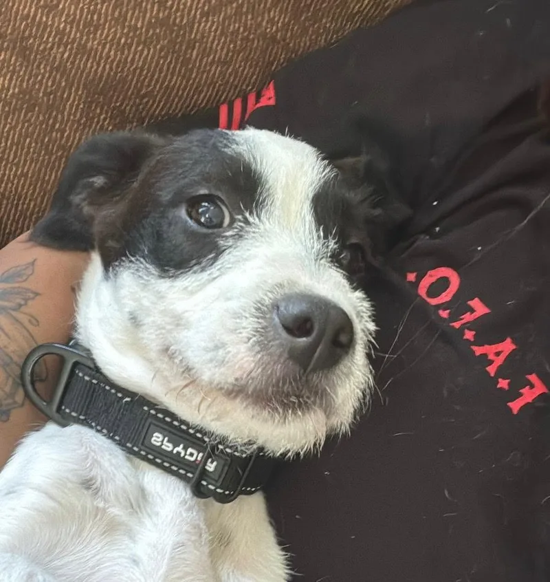 Diamond  Contact Sylva thumbnail 3