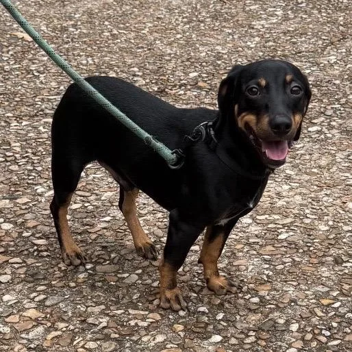 A young small-sized male Black Mixed Breed dog named Shortstop for adoption in Buffalo, MN