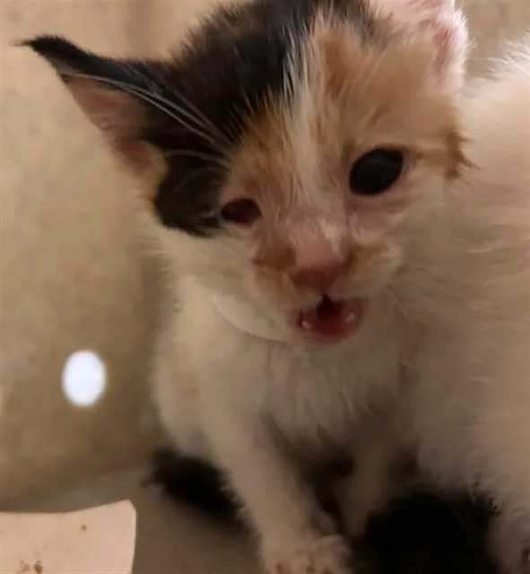 A baby small-sized female Domestic Short Hair cat named Willow for adoption in Riverside, CA