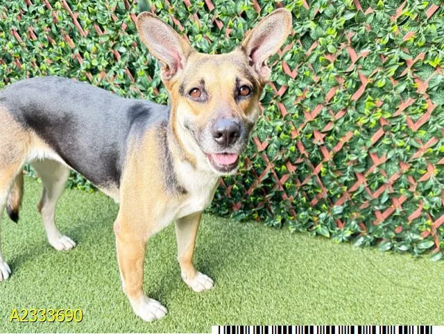 A young large-sized female Mixed Breed dog named Jesse for adoption in West Palm Beach, FL