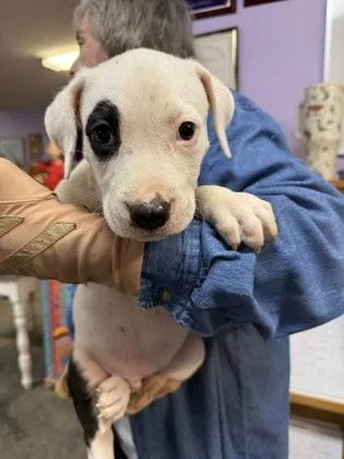 A baby small-sized male Mixed Breed dog named Buzz Lightyear for adoption in West Chester, PA