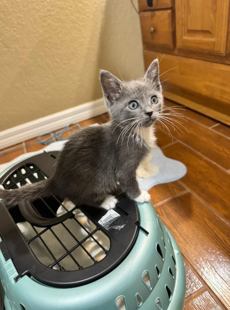 A baby small-sized female Domestic Short Hair cat named Athena for adoption in Sebastian, FL