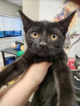 A baby small-sized male Domestic Short Hair cat named Puffins $ for adoption in Seneca, SC