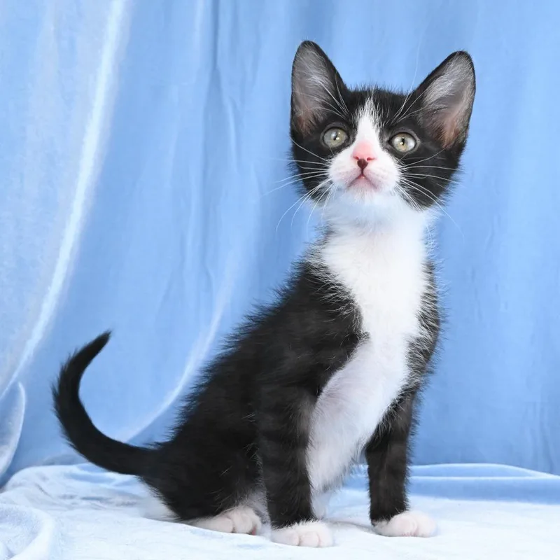 A baby small-sized male Black Domestic Short Hair cat named Scout for adoption in Mobile, AL