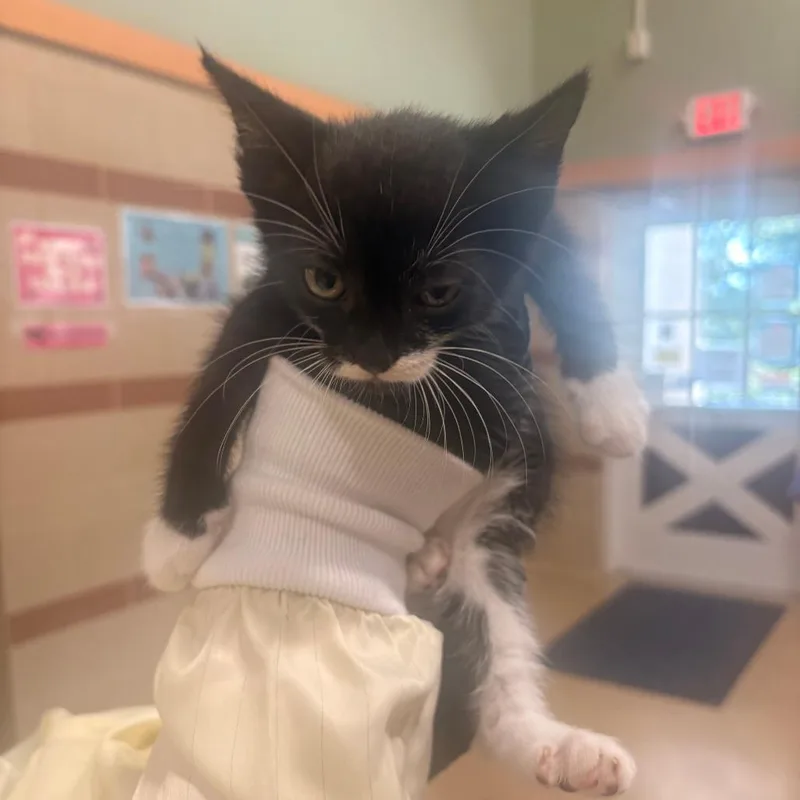 A baby small-sized male Black Domestic Short Hair cat named Hocus for adoption in Winston-Salem, NC